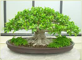 bonsai plants