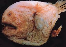 photos of fish