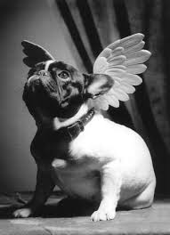 angel the dog