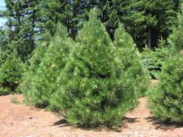 austrian pine