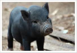 teacup potbellied pig