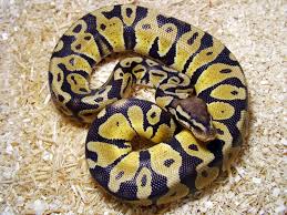 ball python wallpapers