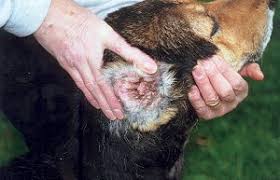dog ear mites