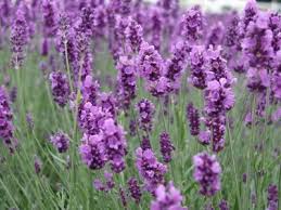 lavanda