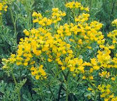 ruta graveolens plant