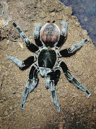 mexican red rump tarantula