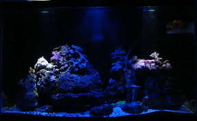 moonlight fish tank