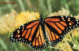 butterfly gardening