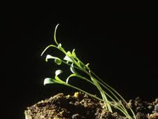 cilantro seedlings