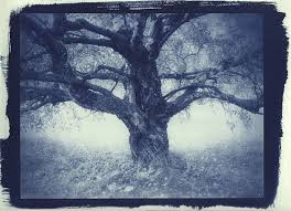 cyanotype printing