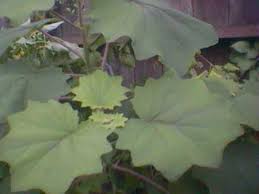 senecio petasitis