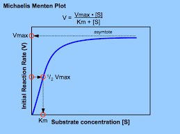 enzyme kinetic