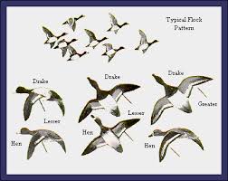 duck id guide