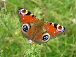 peacock butterflies