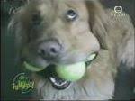 balle chien