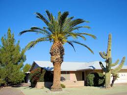 pineapple palm tree