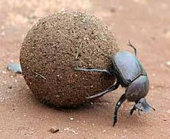dung beetle