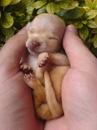 smallest dog in the world
