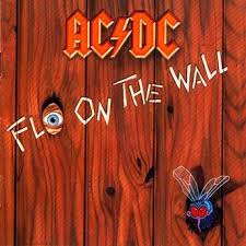 fly on wall