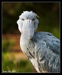 big birds
