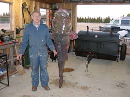 monster catfish pictures
