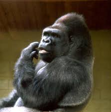 chimpanzee costume