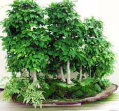 bonsai plants
