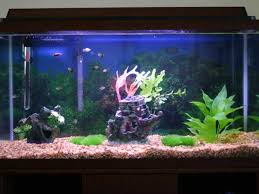 dwarf frogs