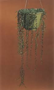 senecio