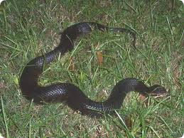 water moccasin pictures