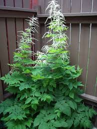 deep shade plants