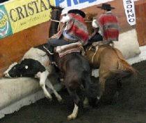 el rodeo