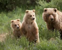 A curious grizzly bear cub