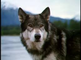 white fang