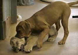 lion vs dog