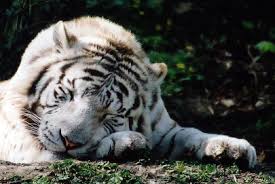 tigre blanc du bengale