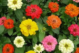 zinnia photos