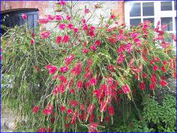 bottlebrush plants