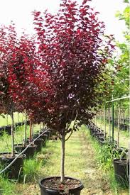 cherry plum