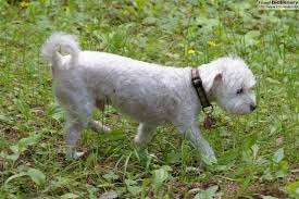 pictures of maltese dogs