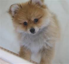 Pomeranian Puppy Dogs