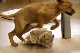 lion vs dog