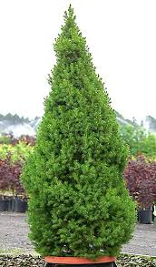 pictures dwarf shrubs