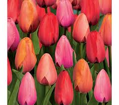 bulbs flowering