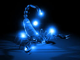 blue scorpions