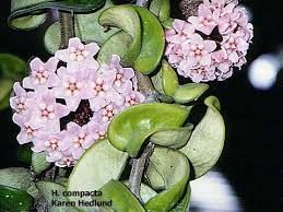 hoya compacta