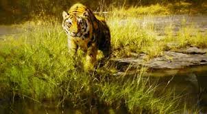 david shepherd artist