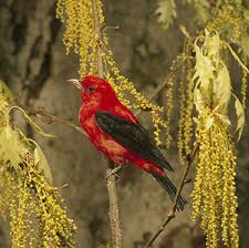 piranga olivacea