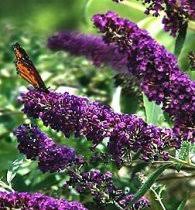 buddleia davidii