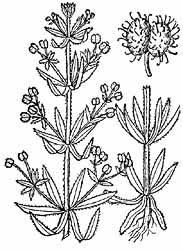 cleaver herb
